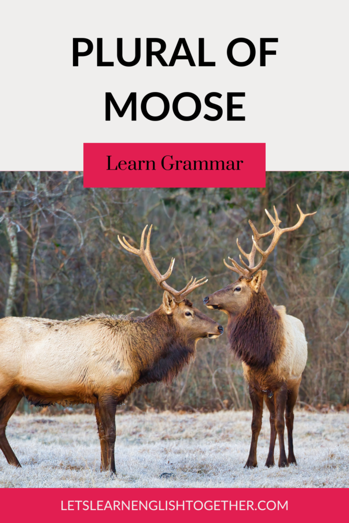 Plural of moose