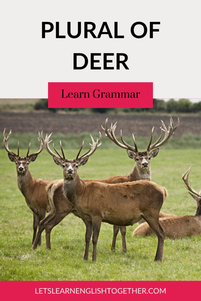 What's the Plural of Deer? - Let's Learn English Together