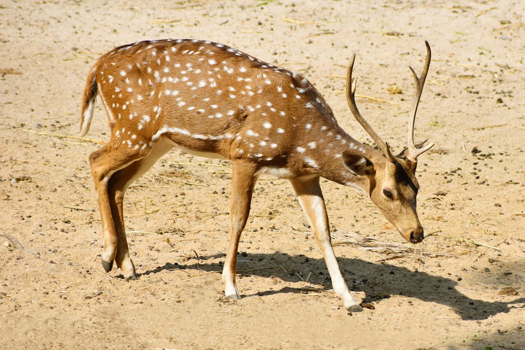 White And Brown Deer