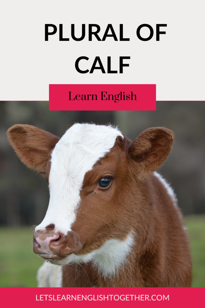 Plural of calf