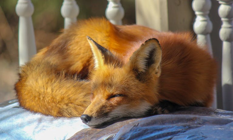 Close-Up Photo of Sleeping Fox