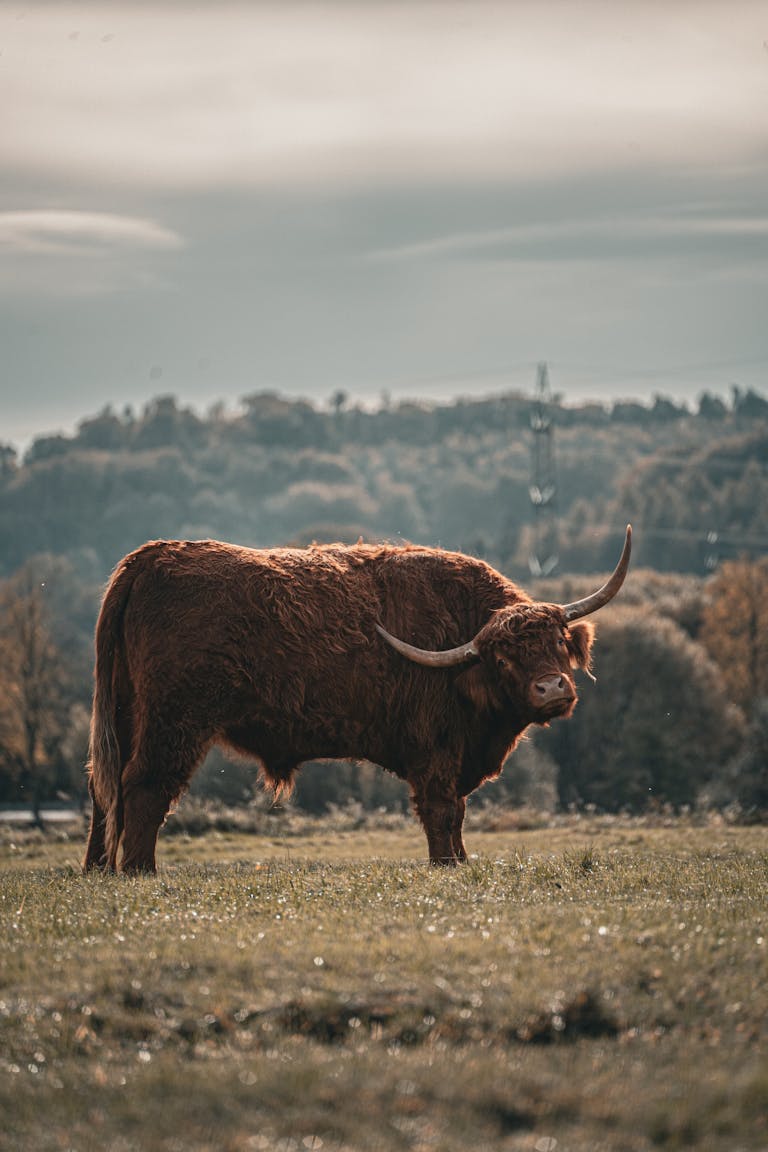 Ox in Grassfield