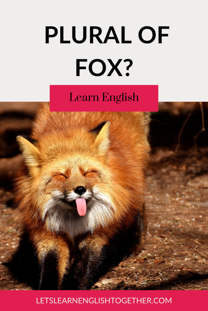 plural of fox