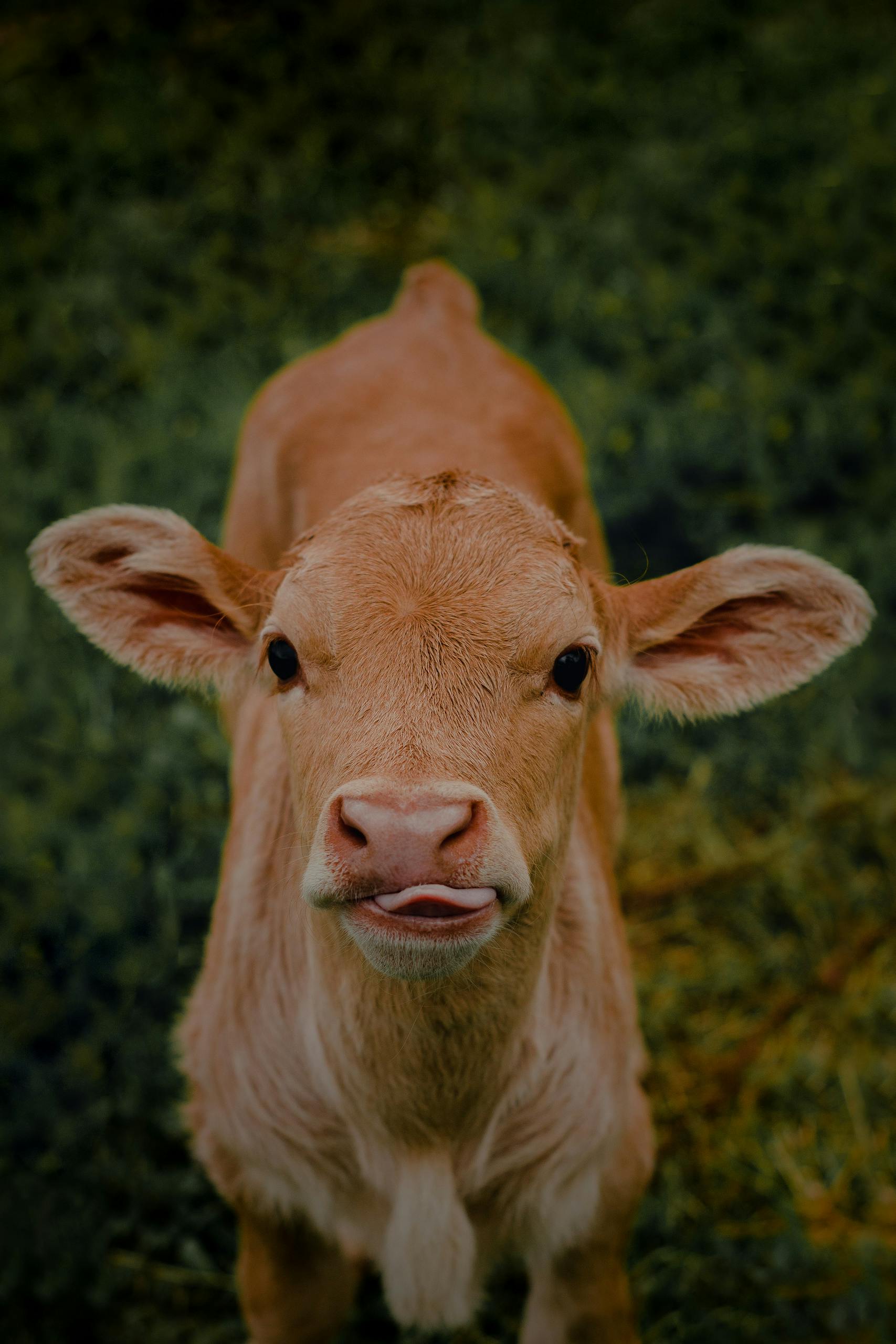 Portrait of Cow Calf