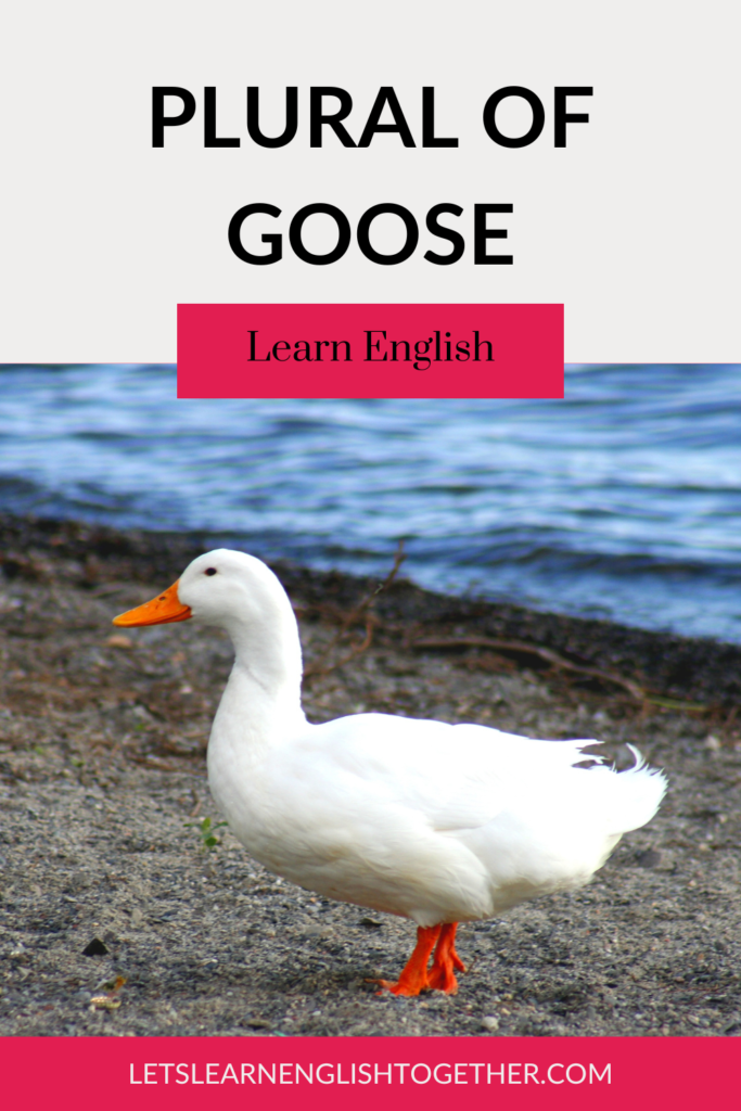 Plural of goose