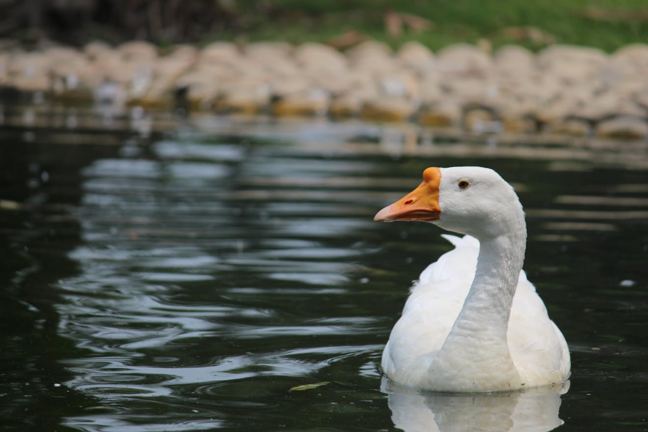 The Plural of Goose: Getting it Right - Let's Learn English Together